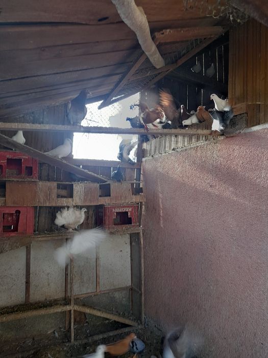 Vând porumbei voiajori