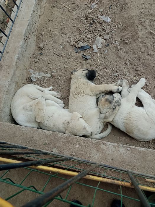 Собака Kuchuk Zotdor It