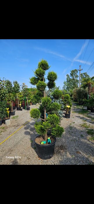 Vând pon pon de calitate extra