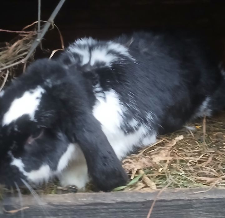 Cap de berbec o pereche doua femele fluturii