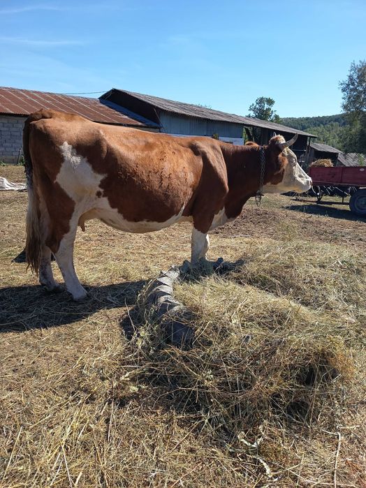 Vand vaca bălțată românească