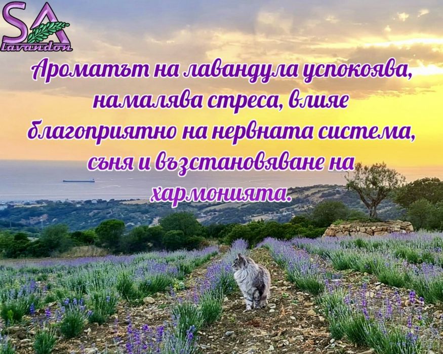 Българска Маслодайна Роза,Лавандула-саксии,разсад и туфички…