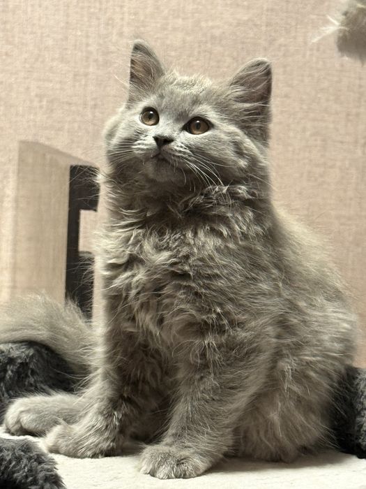 Британский Хайленд мальчик 3 месяц