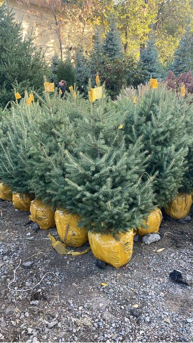 Ель шренка ель глаука тянь-шанка стрикта можжвелник сосна горная