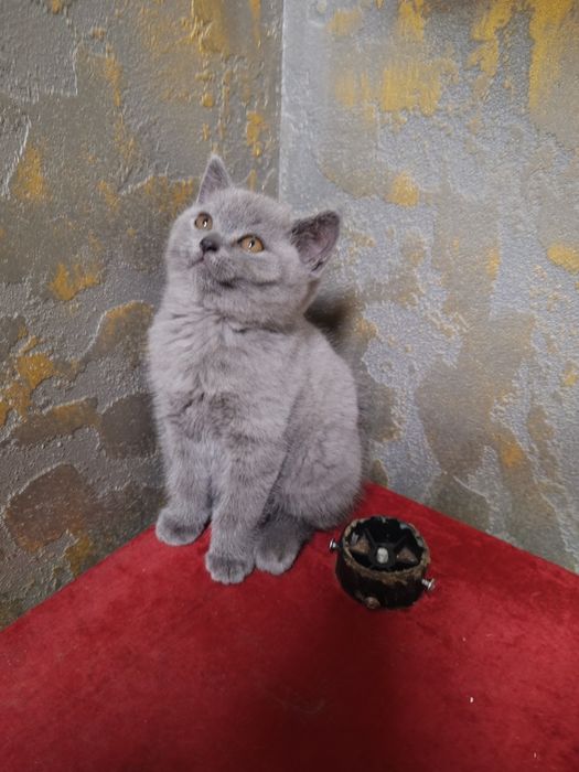 Британски късокосмести котета