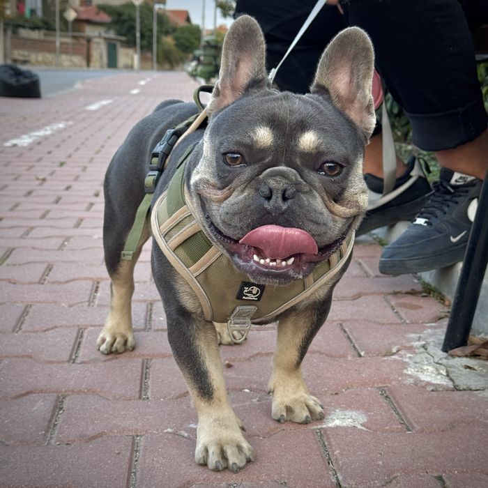 Френски булдог - blue&tan