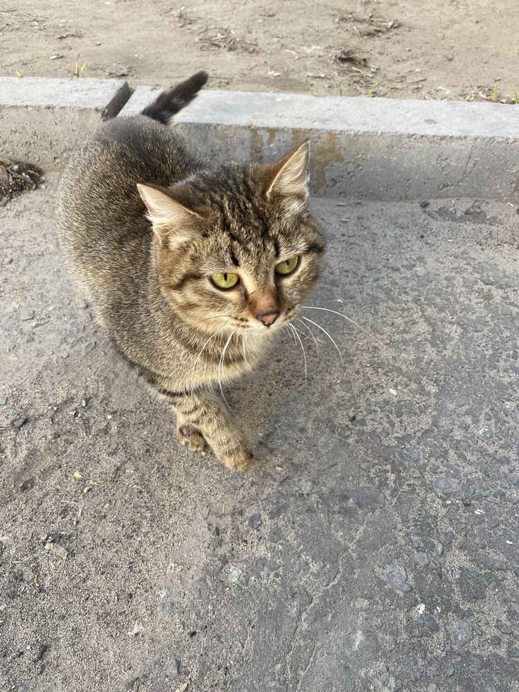 Кошечка ищет добрых ручек! Помогите пожалуйста