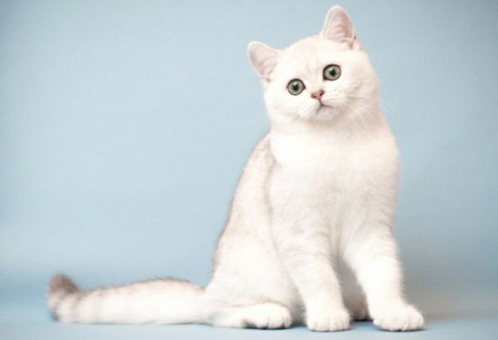 Продадим котёнка британской шиншила