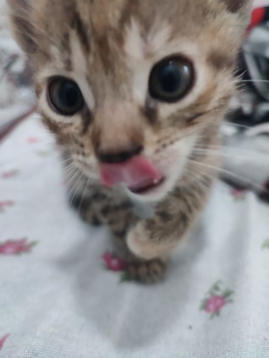 Dau către adopție  3 pisicute