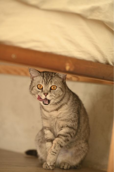 Кошечка, стерилизованная британка