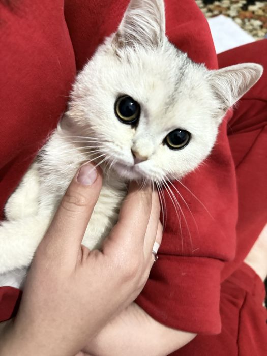 britianiskiy shinshila oladiganla tel qilamiza