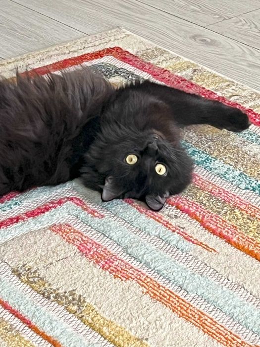 Красивый кот добрым людям!