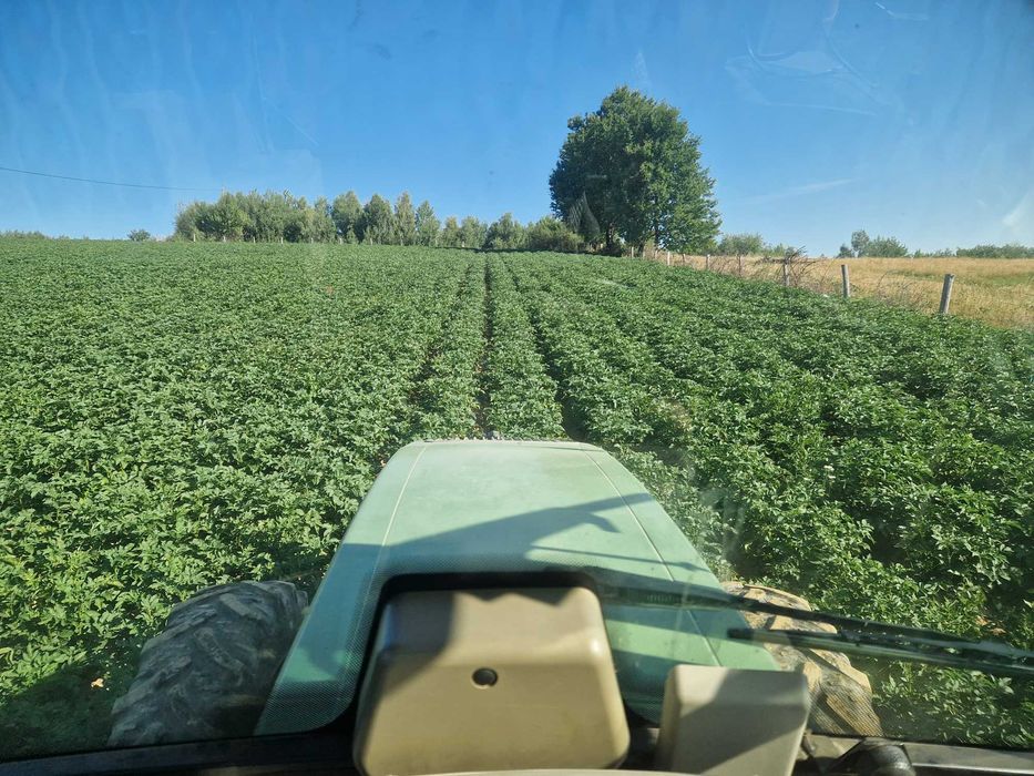 Cartofi de consum  - producator