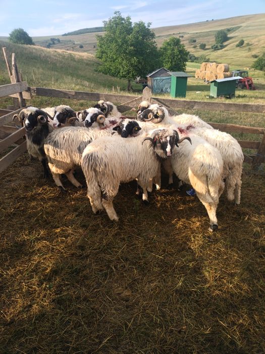 Berbeci cu certificat de origine