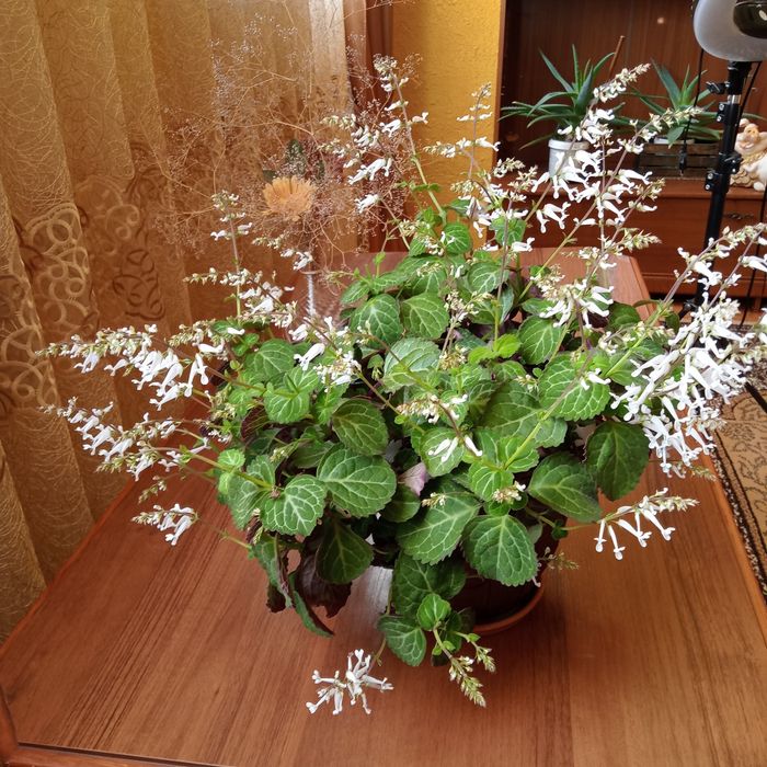 Плектрантус пышный куст, герань цветут во всю