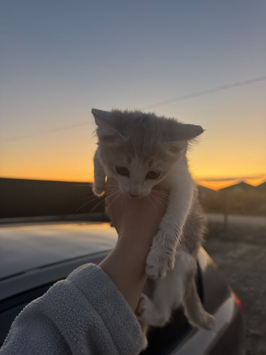 Отдам котят в добрые руки