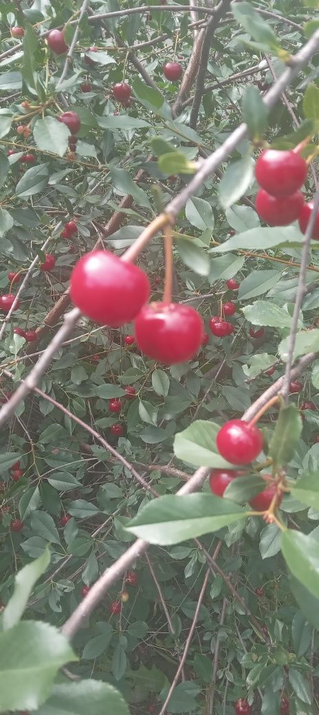 Продам спелую крупную вишню