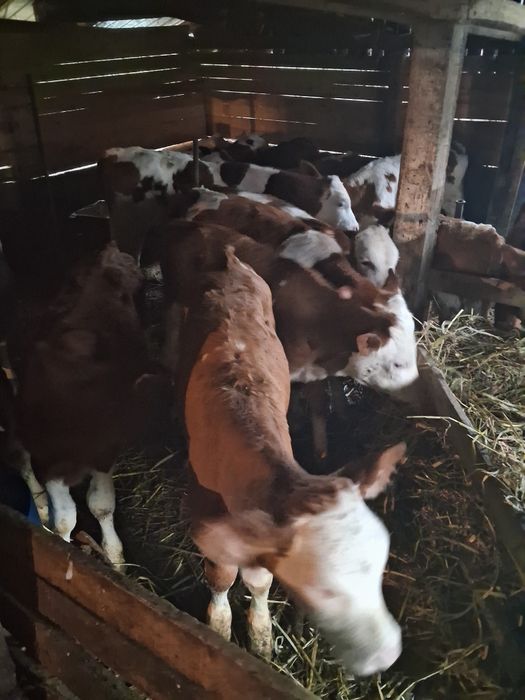 Vitei încărcați .