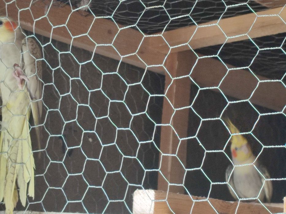 Vând papagali nimfe