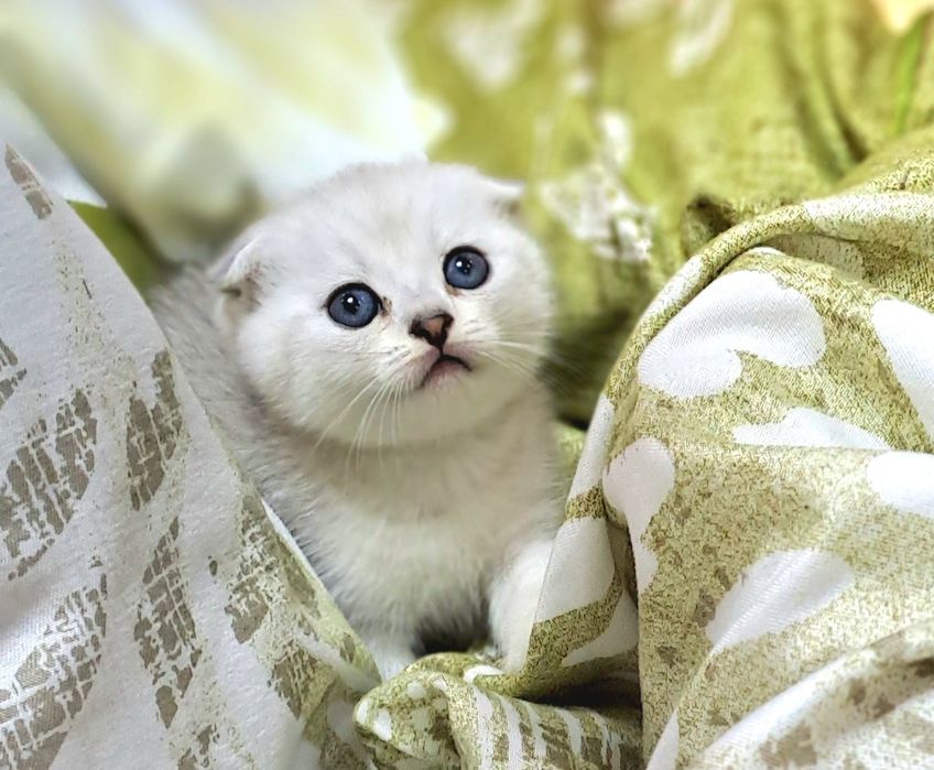 Котёнок от правильной вязки