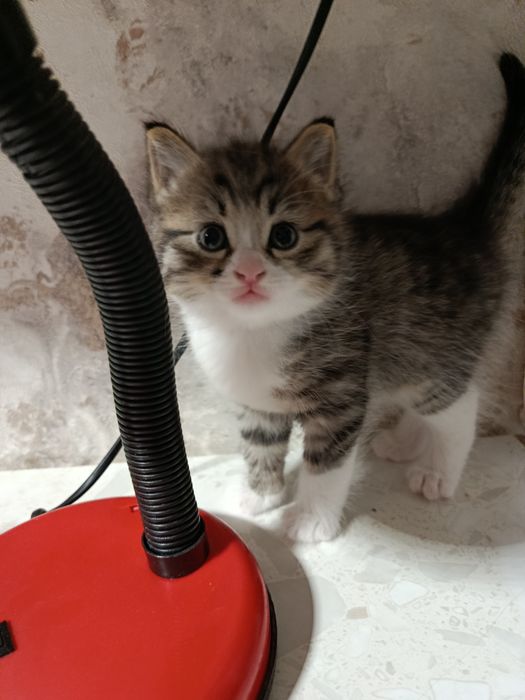 Продаётся котик мальчик