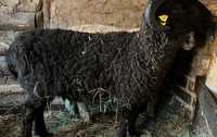 Продам овечек и баранов с откорма  от 35000 тг