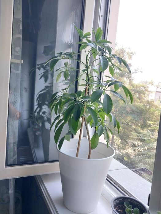 Цветы по 5000 тг