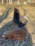 Familie araucana 8+1 si Pui araucana 70 zile