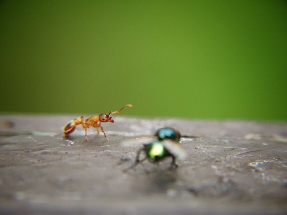 Фотоапарат Sony DSC-HX350