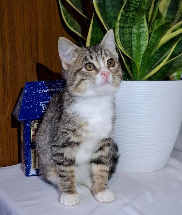 Чешия, ждёт заботливых маму и папу