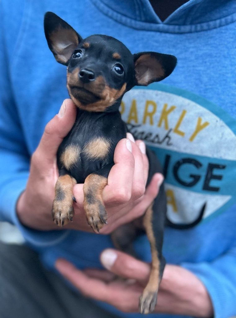 Pinscher toy cu pedigree