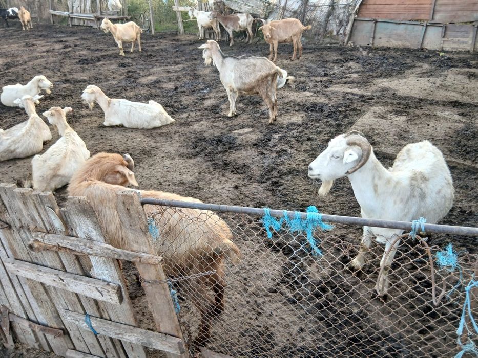 Vând capre 15 capre de vânzare