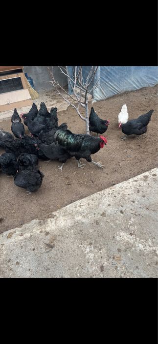 Tuxum domashniy zoti qora shag’zoda tuxumlari