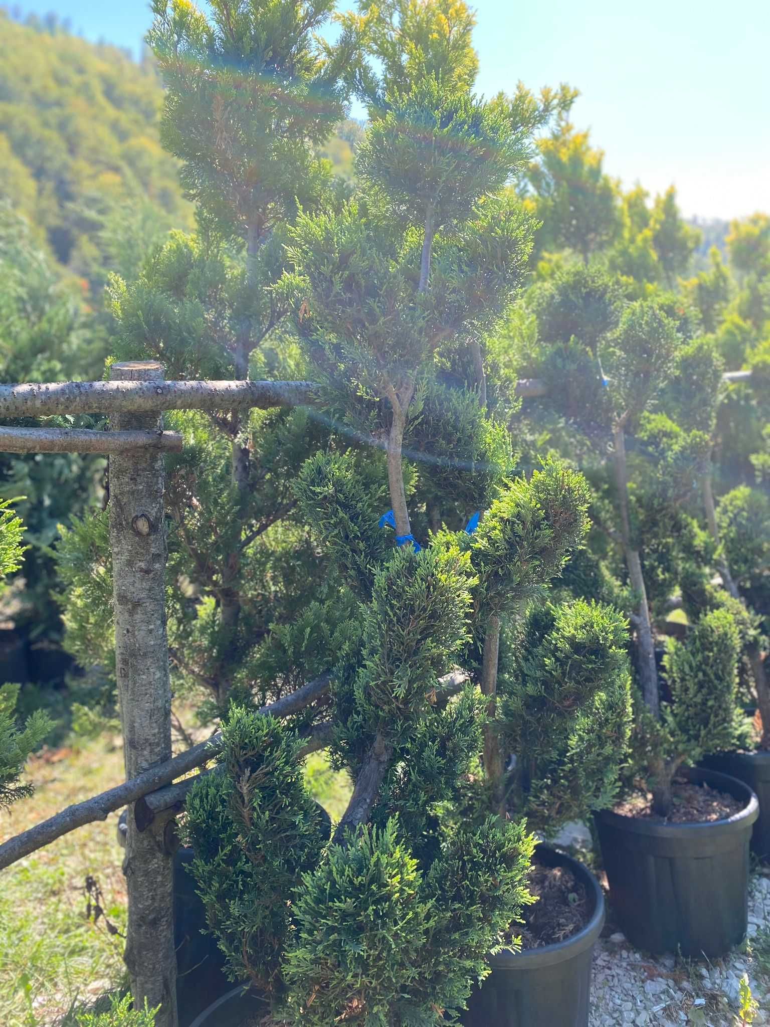 Dă viață grădinii tale cu plante ornamentale deosebite!