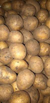 Семенной картофель «ГАЛА» семена картофеля