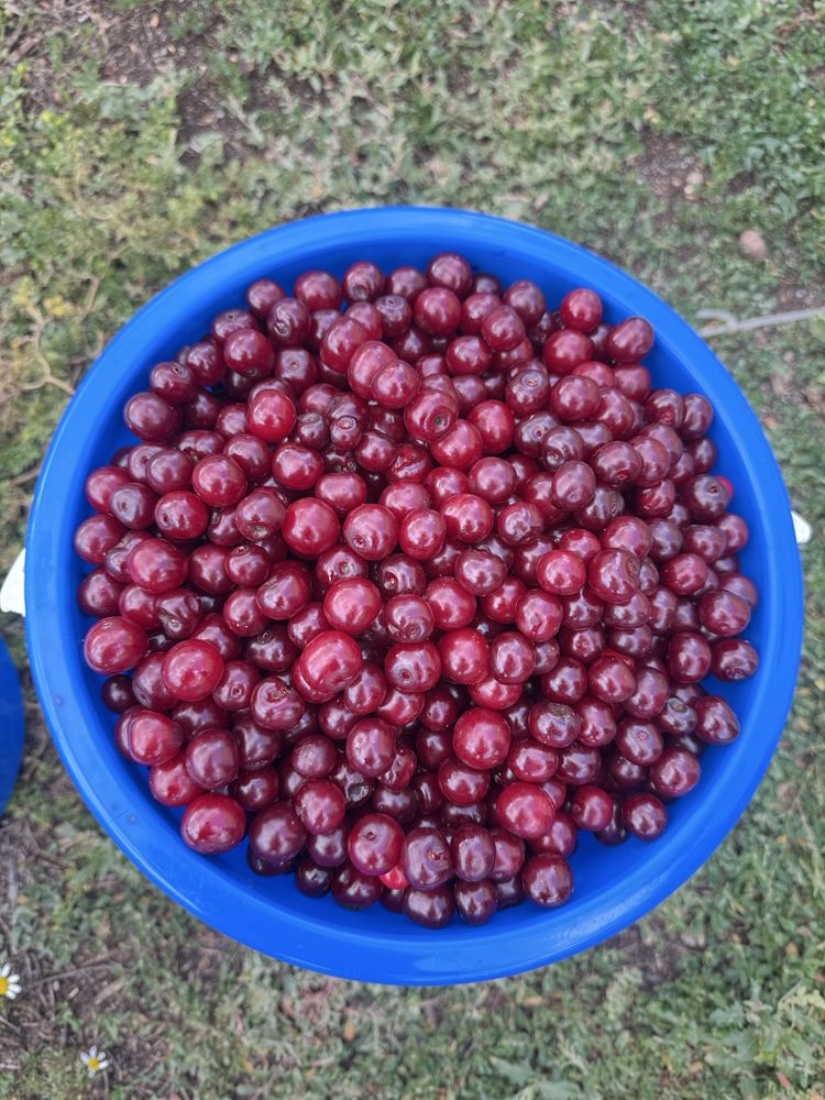 Продано. Вишню свежую, спелую, крупную