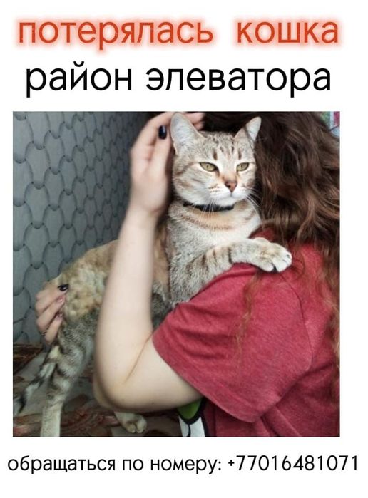 Здравствуйте, потерялась кошка в районе элеватора , может кто видел