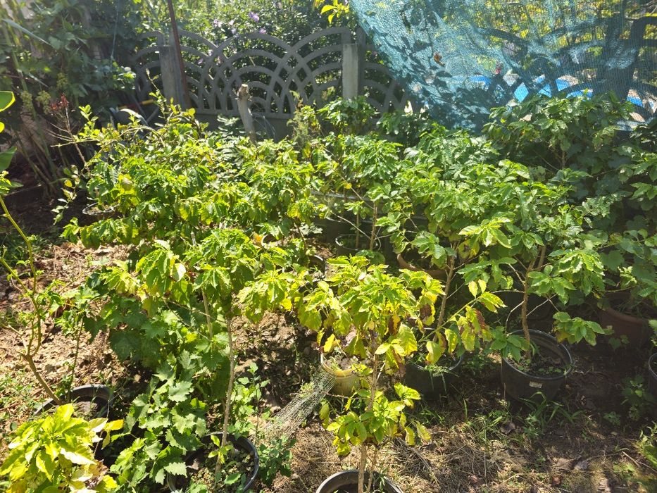 Arbori de cafea arabica