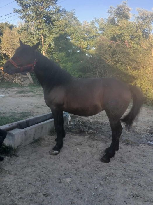 Manz de 3  de vânzare foarte cuminte merge la căruță foarte bine și do