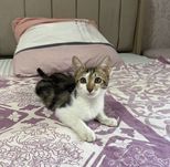 Вилли в поисках лучшей семьи