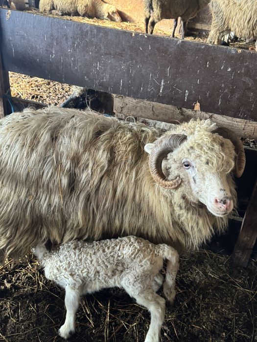 Vand 80 de oi ai 40 de carlani