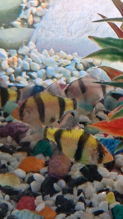 Баликлар ва аквариум,иситгич,филтр ичидаги декоративни нарсалари билан