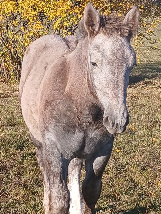 Iapa  de 10ani cu mânz de 5 luni