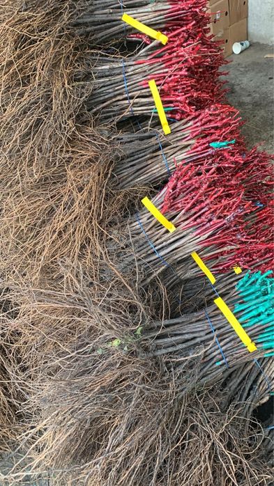 Pomi fructiferi clasici ei vita de vie