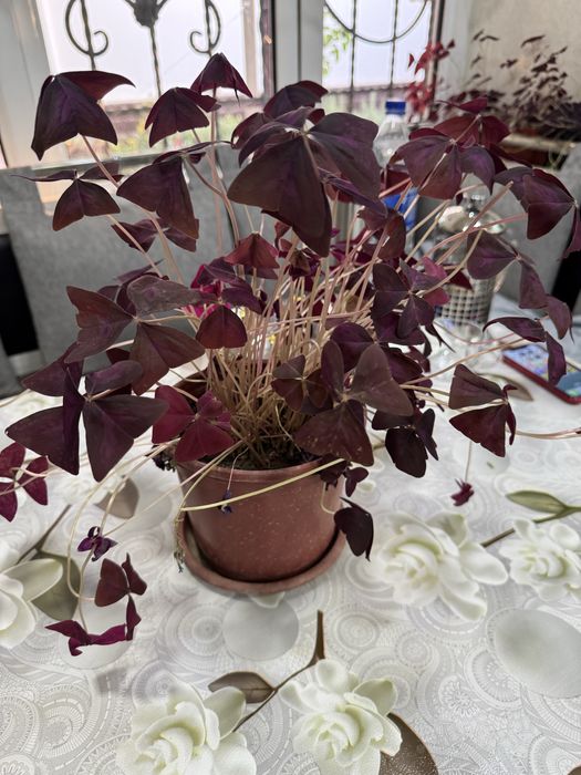 Продаються комнатные цветы