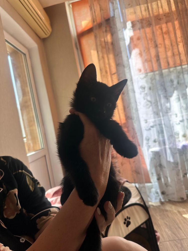 Без Кота и жизнь не та! Два Кота. Мальчики.