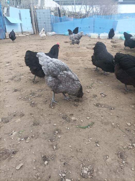 Oua Australop toate varietatile