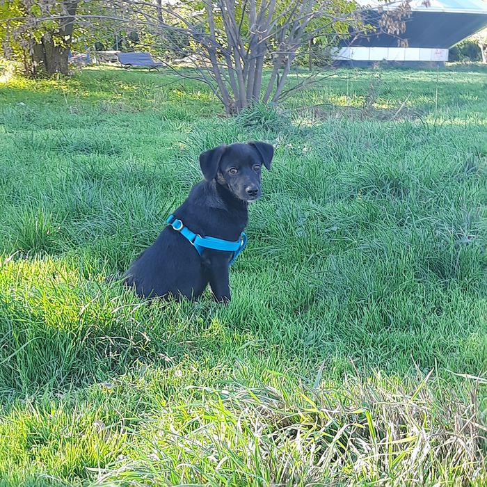 Cateluș spre adopție