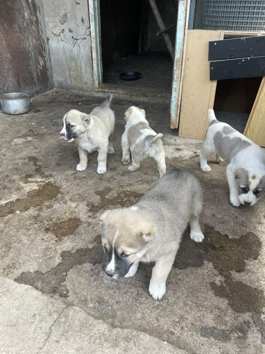 Продам щенков алабая