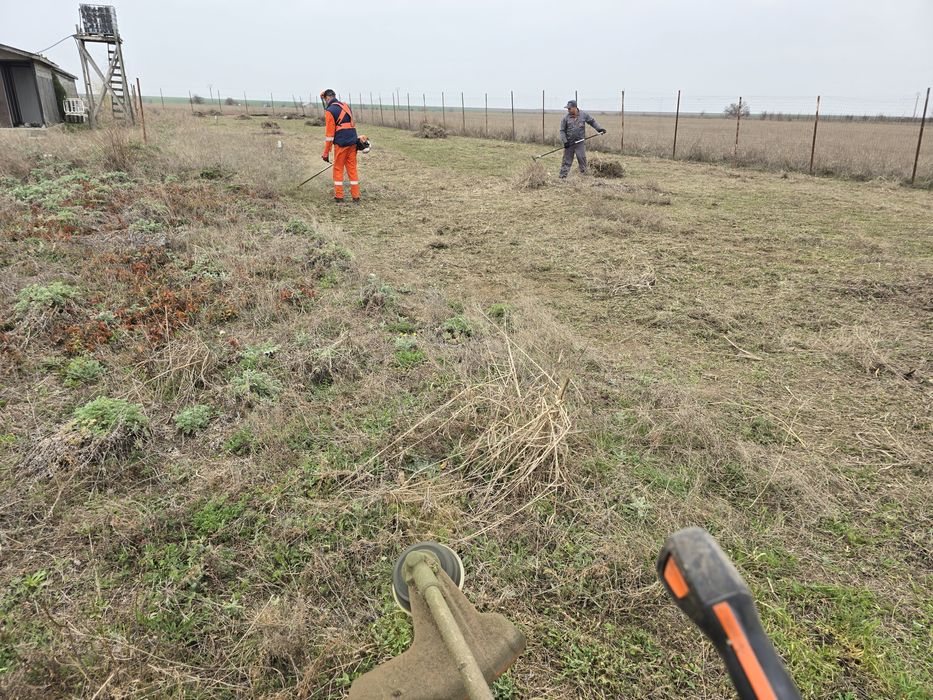 Defrișări tăieri pomii